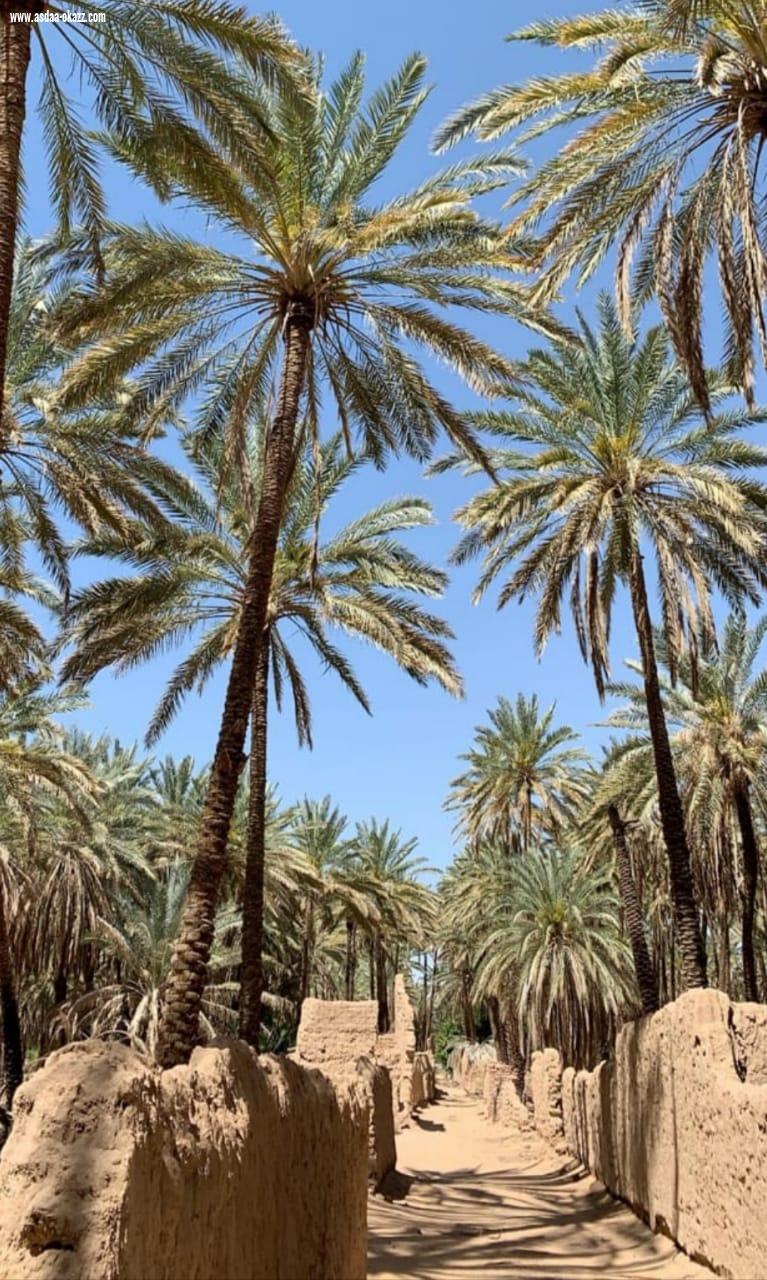 أهالي العلا على موعد مع ظهيرة سبت ساخنة في مهرجان تمور الشنة والمجلاد