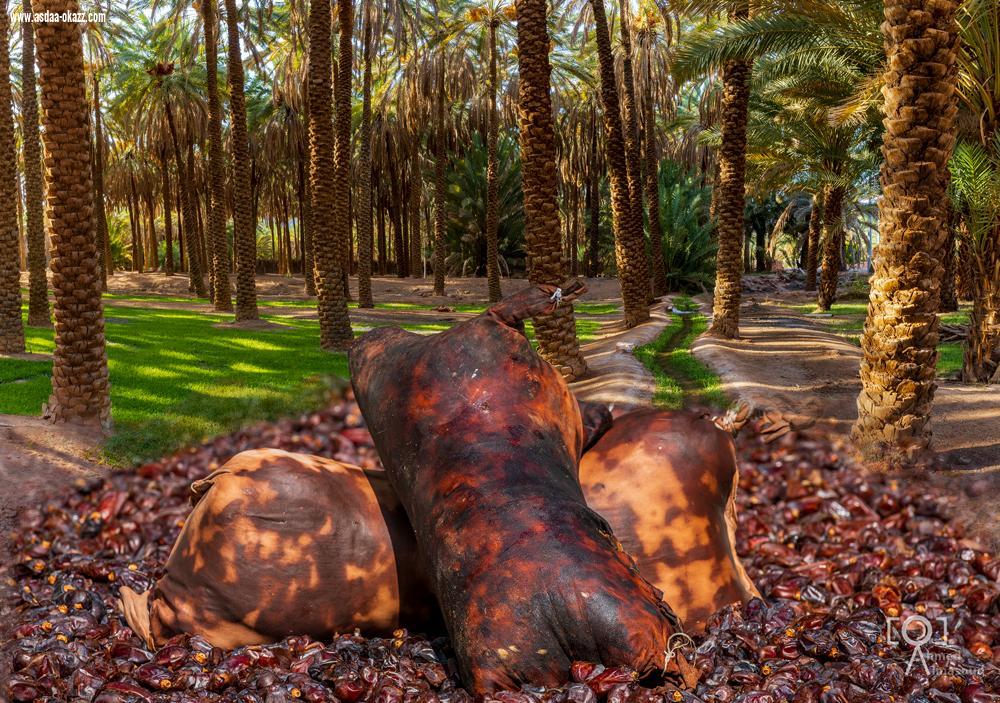 أهالي العلا على موعد مع ظهيرة سبت ساخنة في مهرجان تمور الشنة والمجلاد