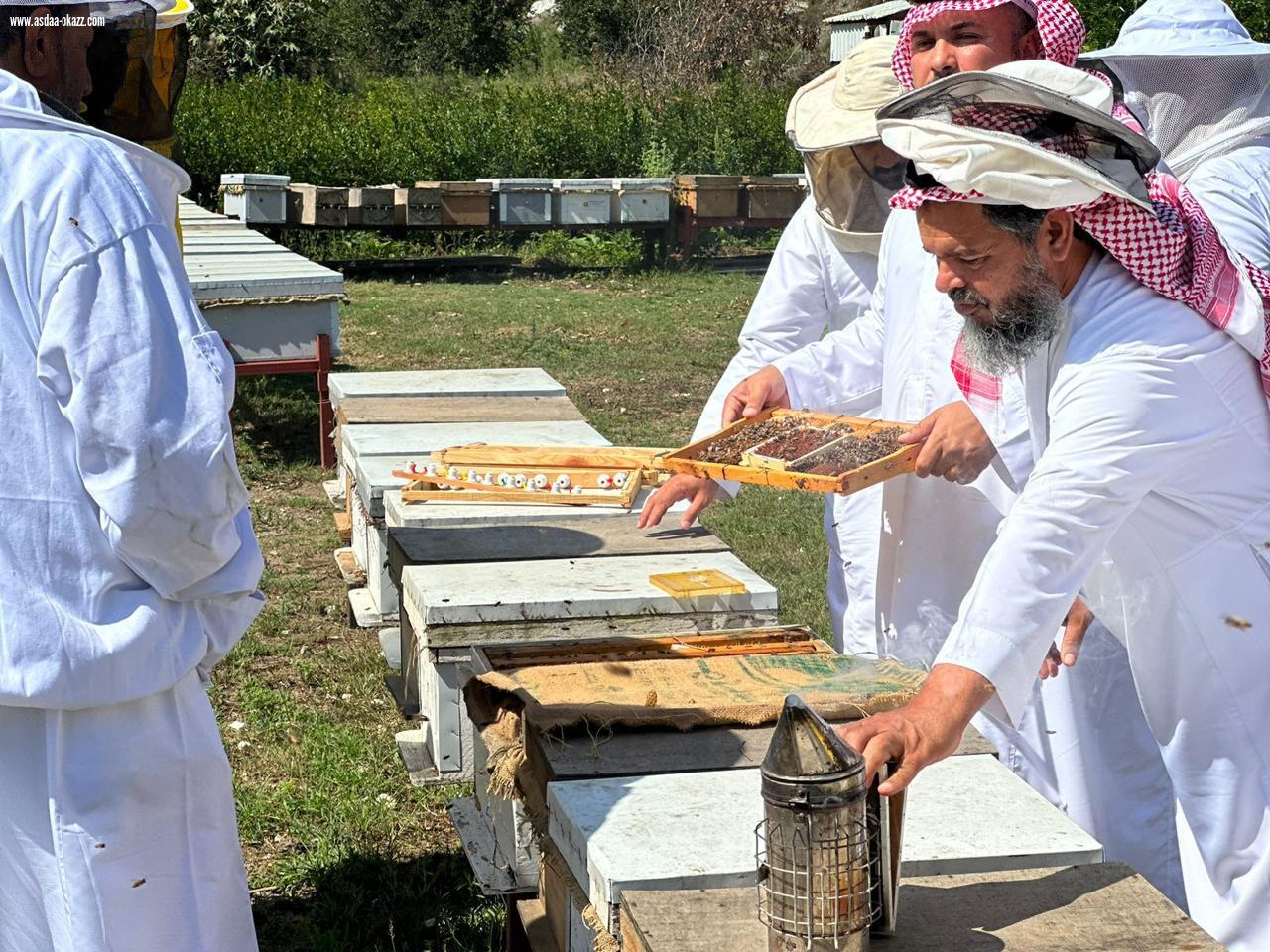 تربية ملكات نحل العسل والممارسات الجيدة في تربية النحل  في الباحة