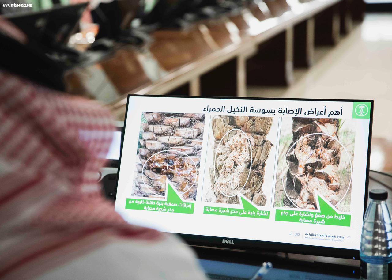 تدريب منسوبي أمانة الجوف على طرق الوقاية من سوسة النخيل الحمراء ومكافحتها