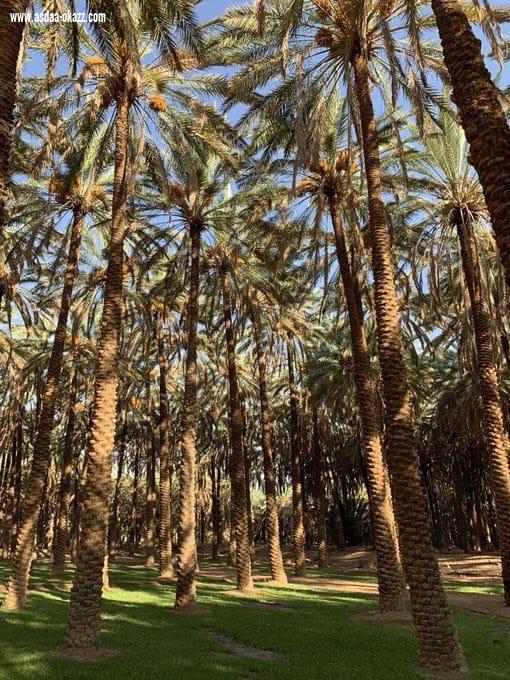 أهالي العلا على موعد مع ظهيرة سبت ساخنة في مهرجان تمور الشنة والمجلاد