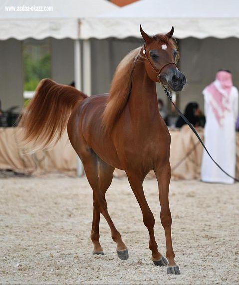 *عرض مبهر  لمُهرات وأفراس جمال الجواد العربي ببطولة منطقة مكة المكرمة*