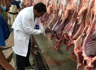 مسلخ القطيف يستقبل أكثر من 2500 ذبيحة خلال أيام عيد الأضحى المبارك