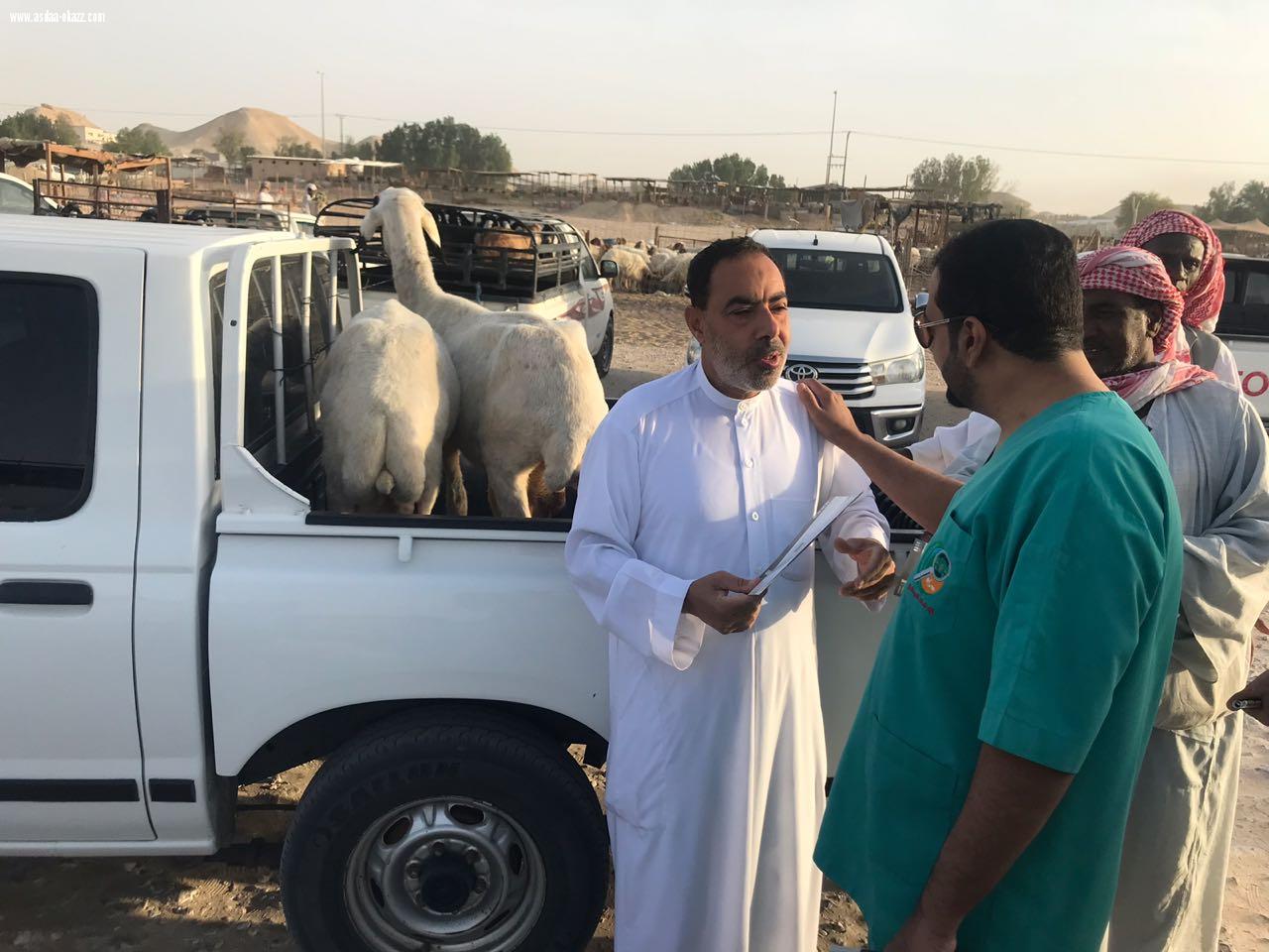 *حملة إرشادية تعريفية لاختيار الأضحية*عائشة الماص-الاحساء 